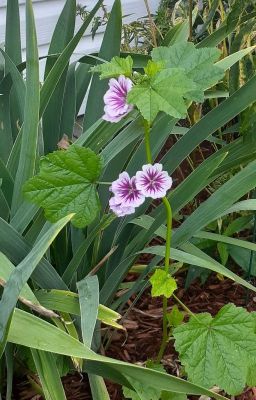 Beast and Beatrice - Free online novel on NovelFlow Beast and Beatrice cover - Read free novel on NovelFlow