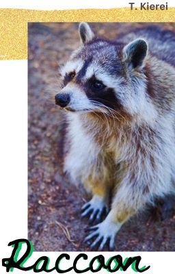 Raccoon-(mxm) (Rever series 6) - Free online novel on NovelFlow Raccoon-(mxm) (Rever series 6) cover - Read free novel on NovelFlow