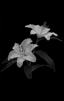 sangihun - star crossed lovers - Free online novel on NovelFlow sangihun - star crossed lovers cover - Read free novel on NovelFlow