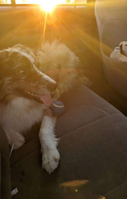 The Teachers Baby cover