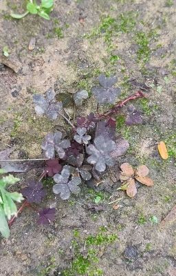 voice - Free online novel on NovelFlow voice cover - Read free novel on NovelFlow