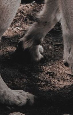 CRESCENT MOON - Free online novel on NovelFlow CRESCENT MOON cover - Read free novel on NovelFlow