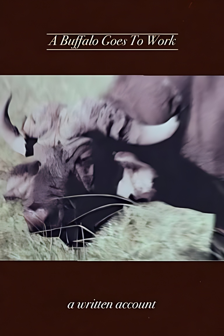 A Buffalo Goes To Work cover