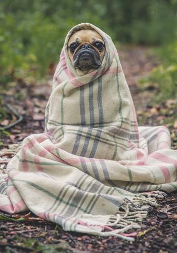 Alpha's Little Vampire Mate - Free online novel on NovelFlow Alpha's Little Vampire Mate cover - Read free novel on NovelFlow