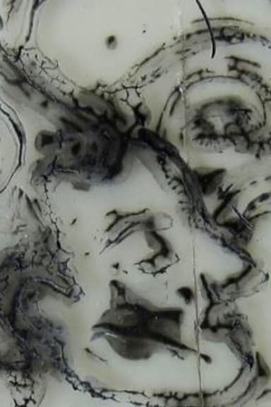 The Cathartes Aura - Free online novel on NovelFlow The Cathartes Aura cover - Read free novel on NovelFlow